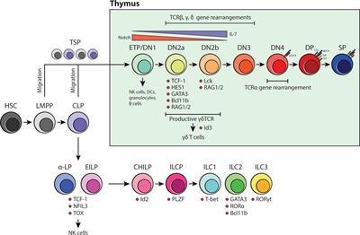 ILC-You in the Thymus: A Fresh Look at Innate Lymphoid Cell Development